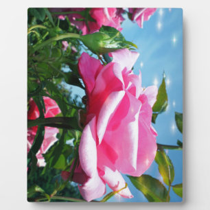 Placa Expositora Una rosa rosa grandiosa en el cielo azul. Fotograf