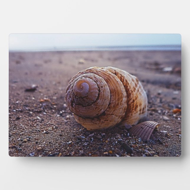 Placa Expositora Una Vista De Macro De Un Shell De Espiral (Frente)
