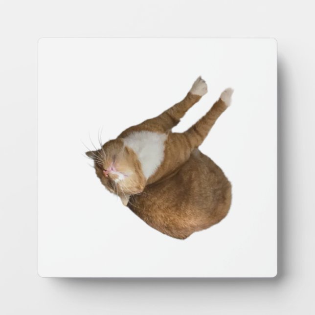 Placa Expositora Upside-Down Sunshine Cat (Frente)