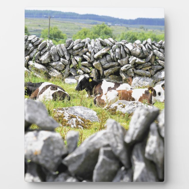 Placa Expositora Vacas moo (Frente)