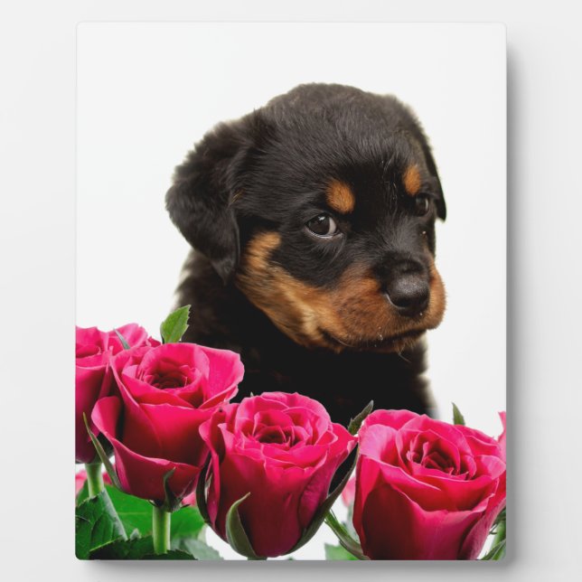 Placa Expositora Valentine Rosa Rottweiler Puppy (Frente)
