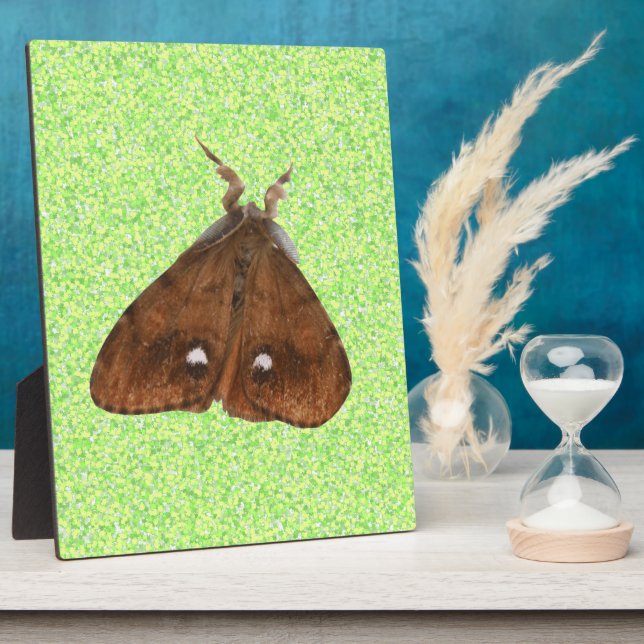 Placa Expositora Vapourer Moth Plaque (Lado)