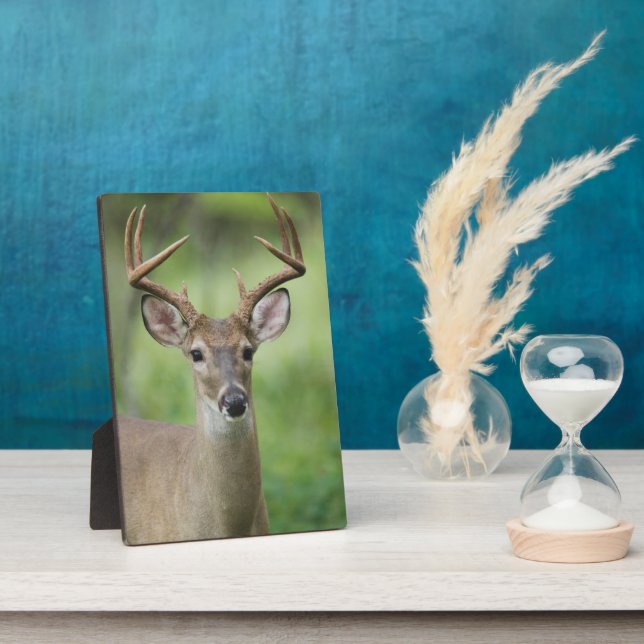 Placa Expositora Venado de cola blanca | Hill Country, Texas (Lado)