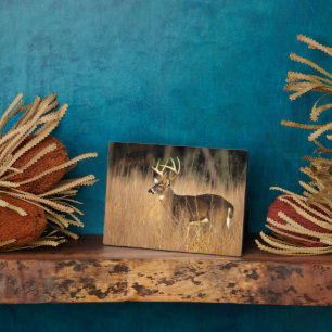 Placa Expositora Venado de cola blanca Montañas humeantes Tenness