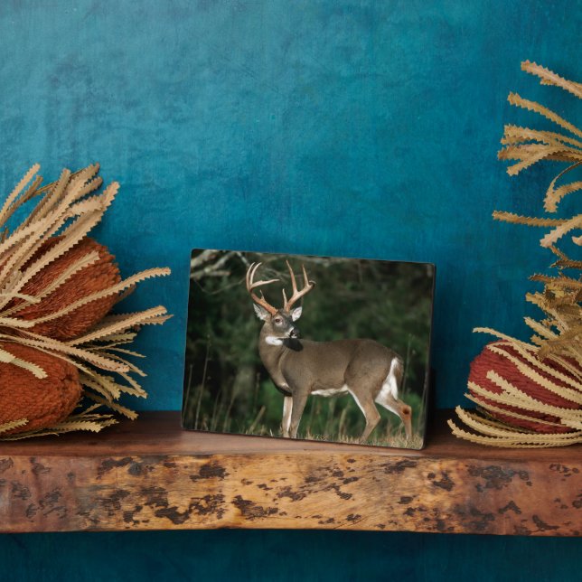 Placa Expositora Venado de cola blanca | Tennessee (Lado)