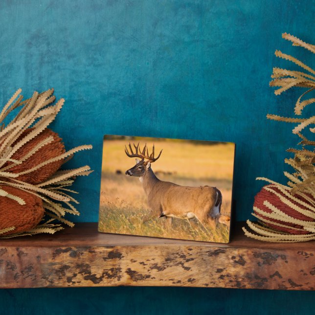 Placa Expositora Venado de cola blanca | TX Sur (Lado)