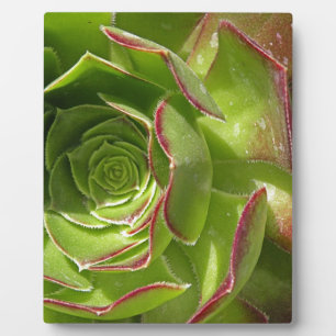 Placa Expositora Verde