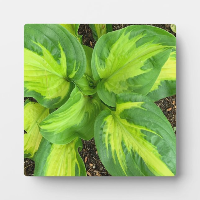 Placa Expositora Vibrant Hosta Leaves (Frente)