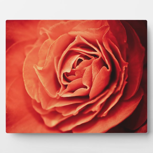 Placa Expositora vida romántica (Frente)