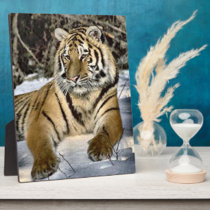 Placa Expositora Vida silvestre de los amantes de los tigres