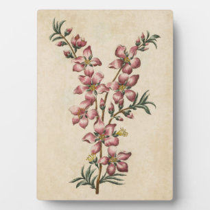 Placa Expositora Vintage Blossom de almendras florales botánicas