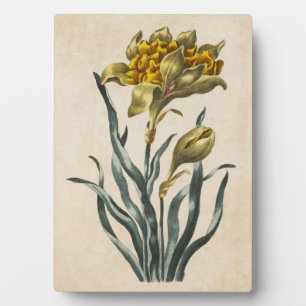 Placa Expositora Vintage Daffodil Froral Botánico