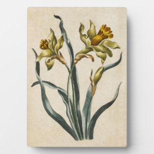 Placa Expositora Vintage Daffodil Froral Botánico