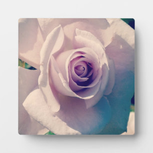 Placa Expositora Violet Rosa