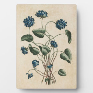 Placa Expositora Violetas Florales Botánicas Vintage