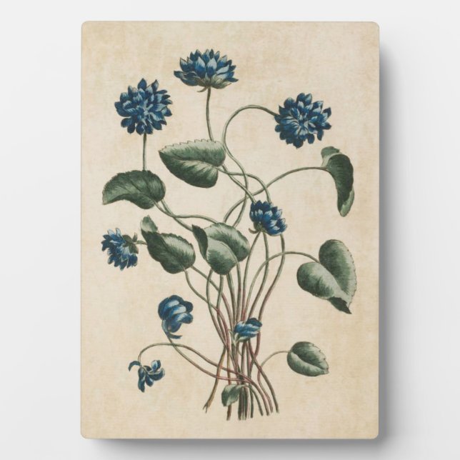 Placa Expositora Violetas Florales Botánicas Vintage (Frente)