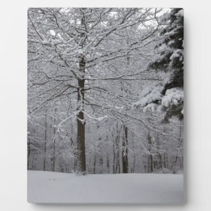 Placa Expositora Vista de Woods