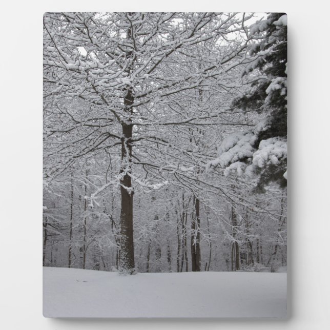 Placa Expositora Vista de Woods (Frente)