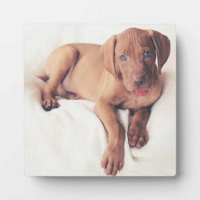 Placa Expositora Vizsla Puppy (Frente)