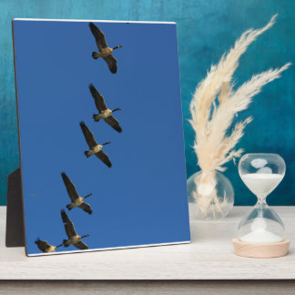 Placa Expositora Volando
