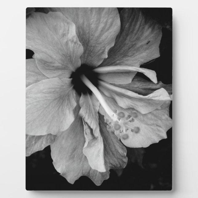 Placa Expositora Volante de Hibisco (Frente)