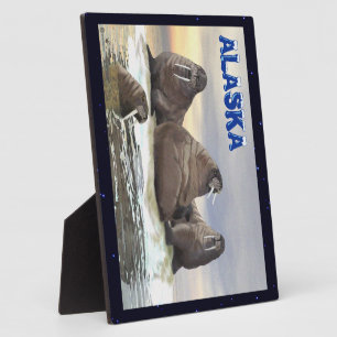 Placa Expositora Walrus - Cuatro Hermanos