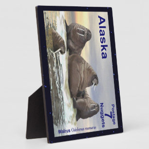 Placa Expositora Walrus - Cuatro Hermanos