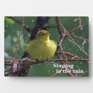 Placa Expositora Warbler