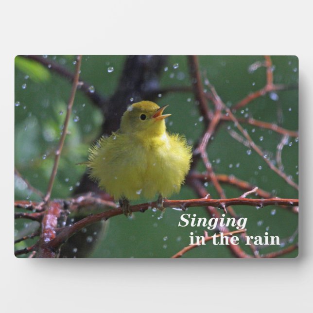 Placa Expositora Warbler (Frente)