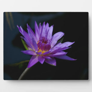 Placa Expositora Waterlily Lotus