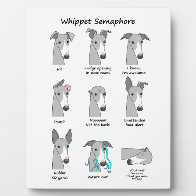 Placa Expositora Whippet Semaphore (Frente)