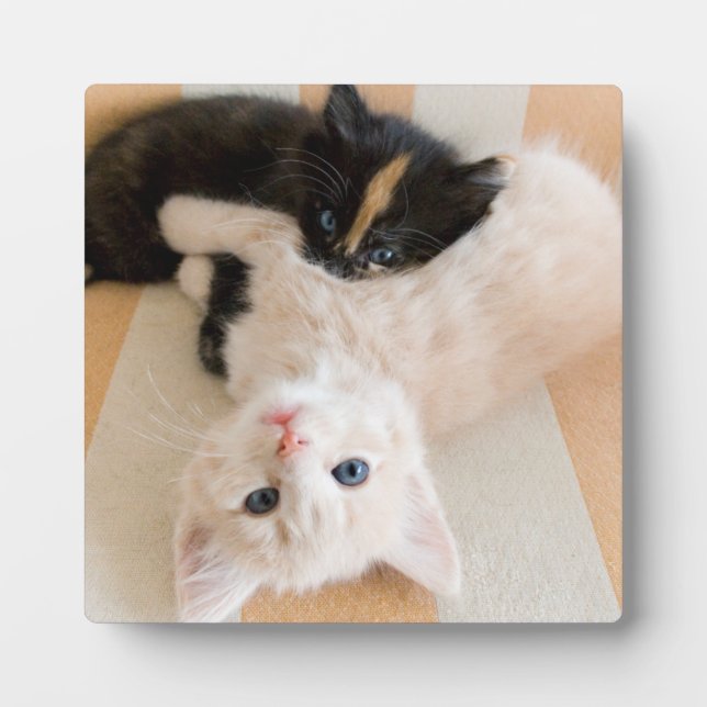 Placa Expositora White And Black Kittens (Frente)