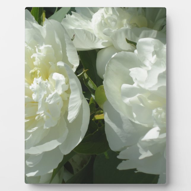 Placa Expositora White Peonies (Frente)