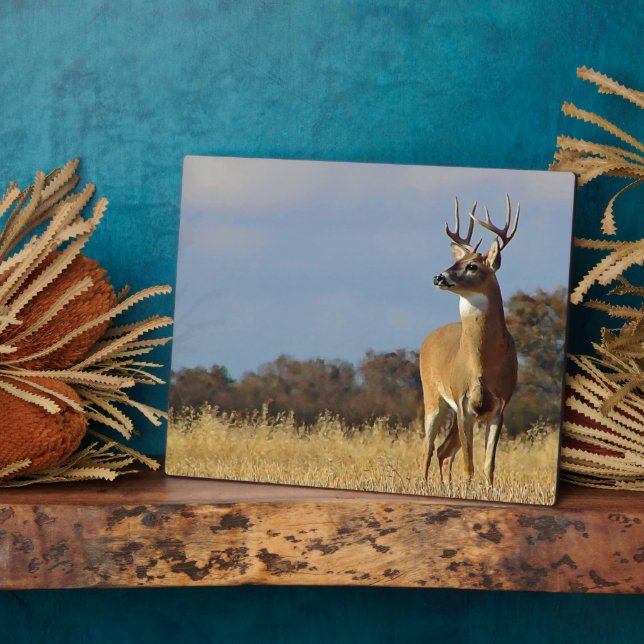 Placa Expositora Whitetail Buck Plaque (Lado)