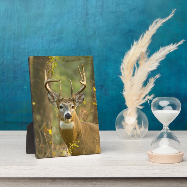 Placa Expositora Whitetail Deer Buck | Pescado blanco, Montana (Lado)