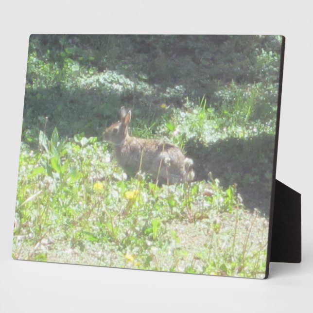 Placa Expositora Wild Bunny Plaque (Lado)