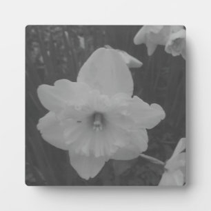 Placa Expositora Wild Daffodil