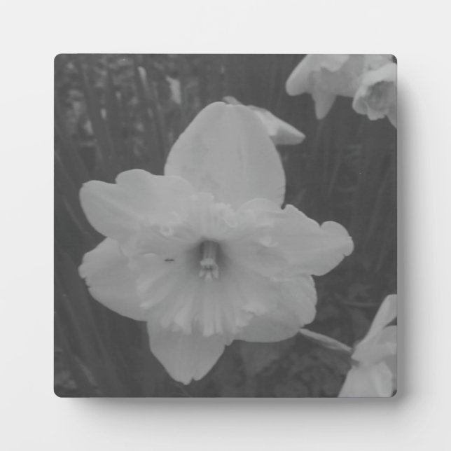 Placa Expositora Wild Daffodil (Frente)