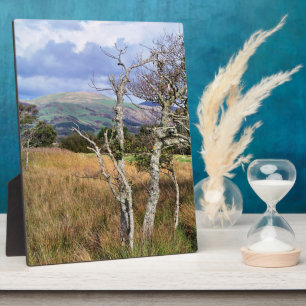 PLACA EXPOSITORA WILD WALES