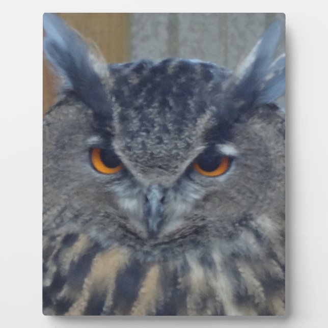 Placa Expositora Wise One (Frente)