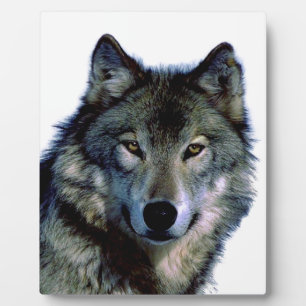 Placa Expositora Wolf Portrait