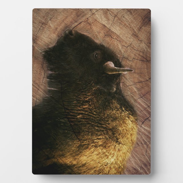 Placa Expositora Wood Bison Buffalo (Frente)