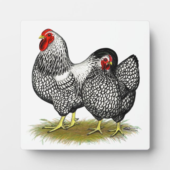 Placa Expositora Wyandotte: Par Plateado (Frente)