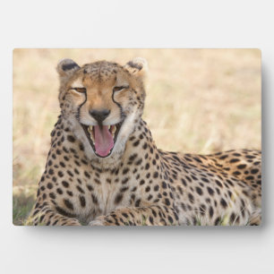 Placa Expositora Yawning Cheetah