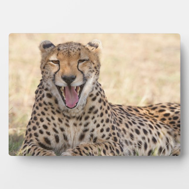 Placa Expositora Yawning Cheetah (Frente)