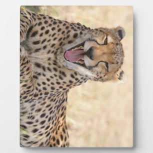 Placa Expositora Yawning Cheetah