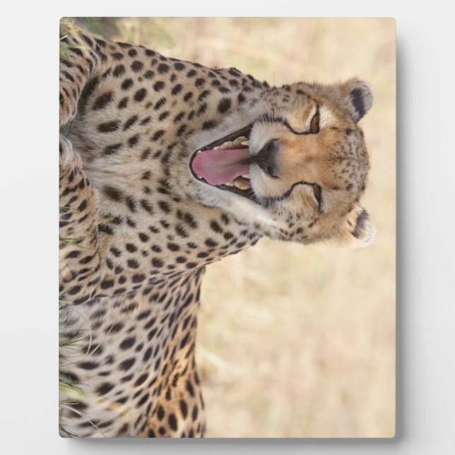 Placa Expositora Yawning Cheetah (Frente)