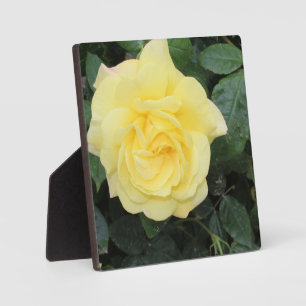 Placa Expositora Yello Rosa