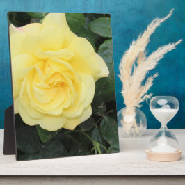 Placa Expositora Yello Rosa