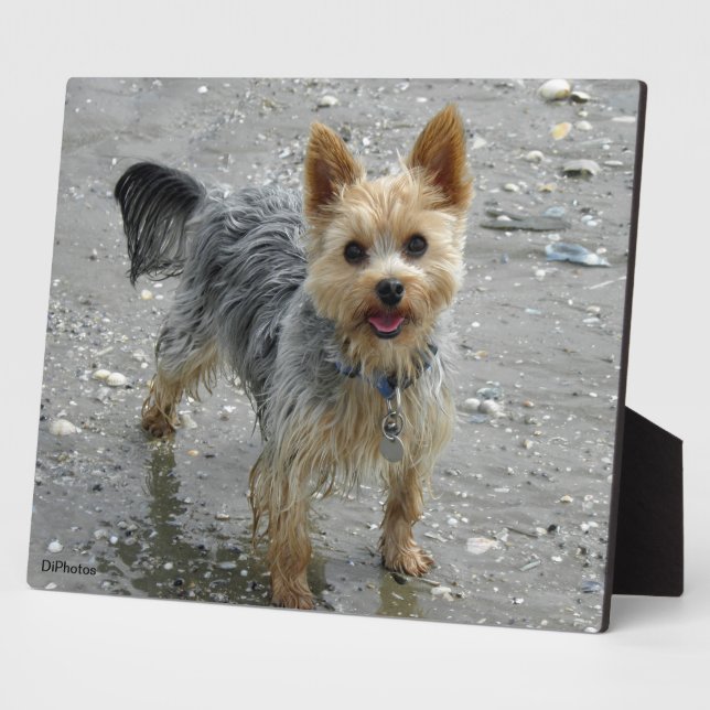Placa Expositora Yorkie Plaque (Lado)